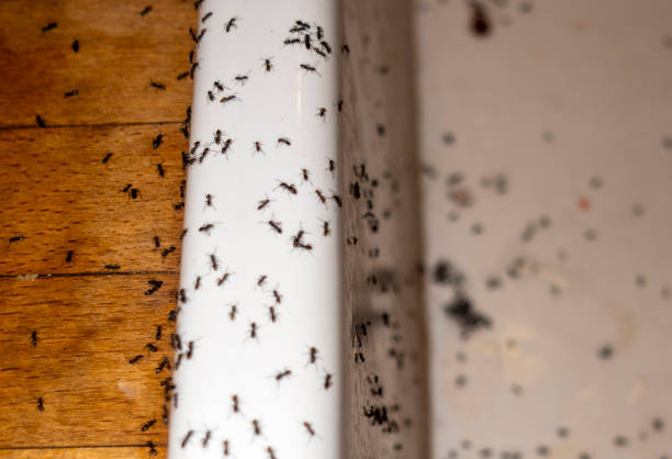 Best Local Pest Control Services  in East Milton, FL