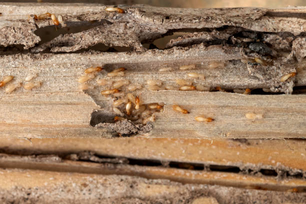 Best Pest Prevention Services  in East Milton, FL